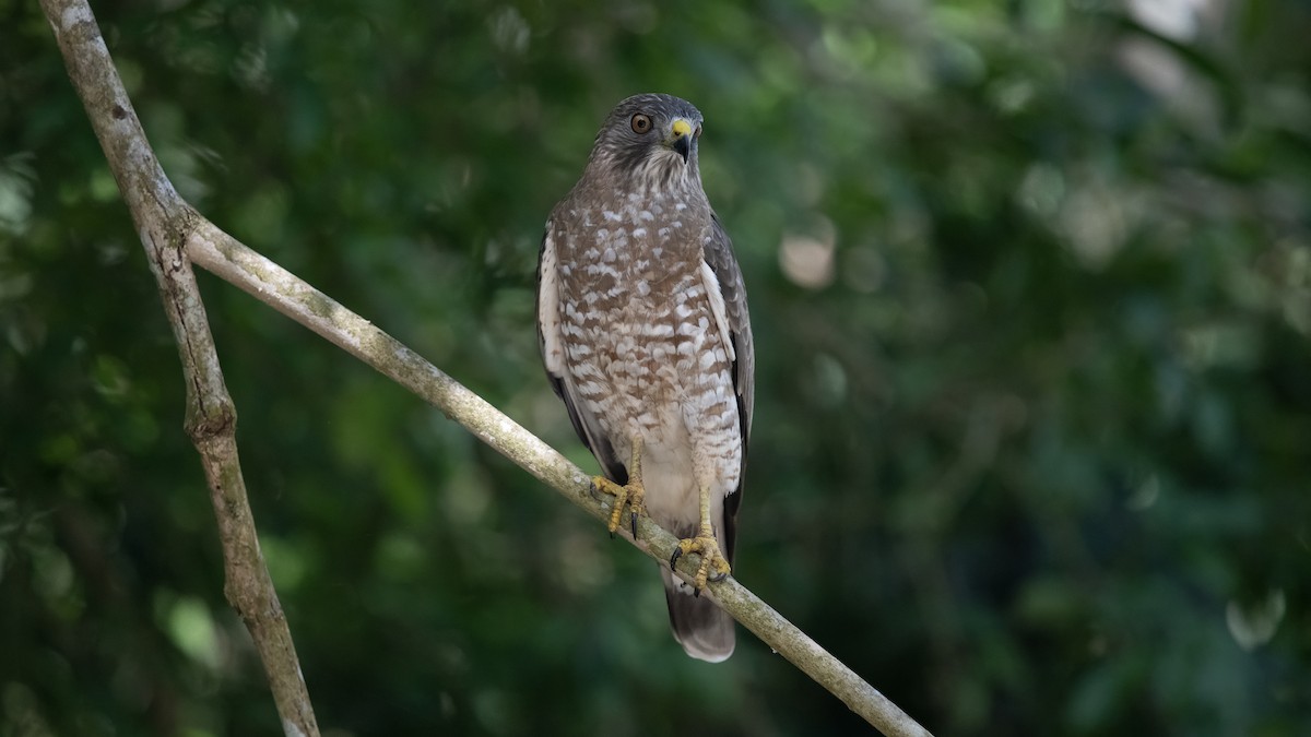 Broad-winged Hawk - ML652766843