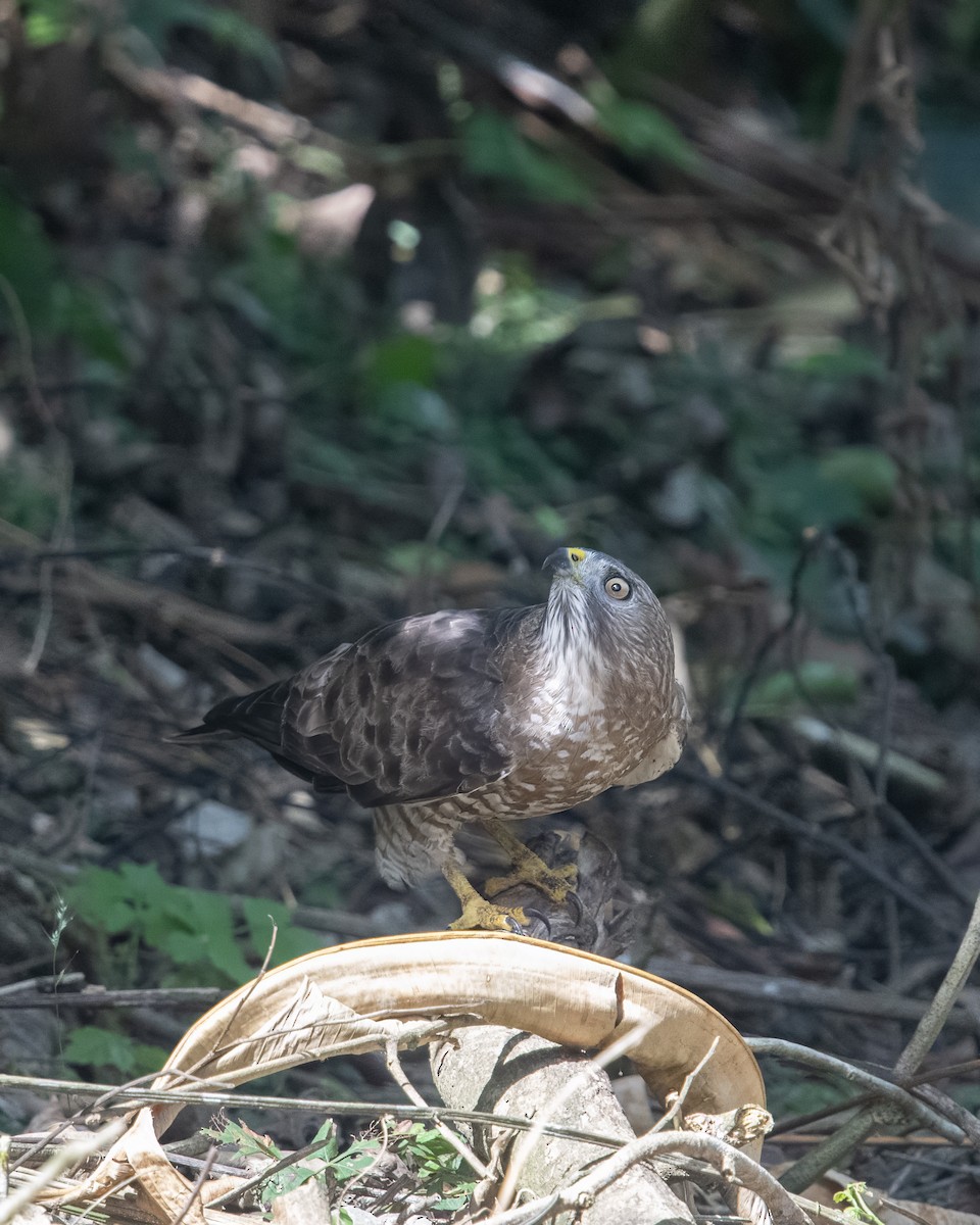Broad-winged Hawk - ML652766844