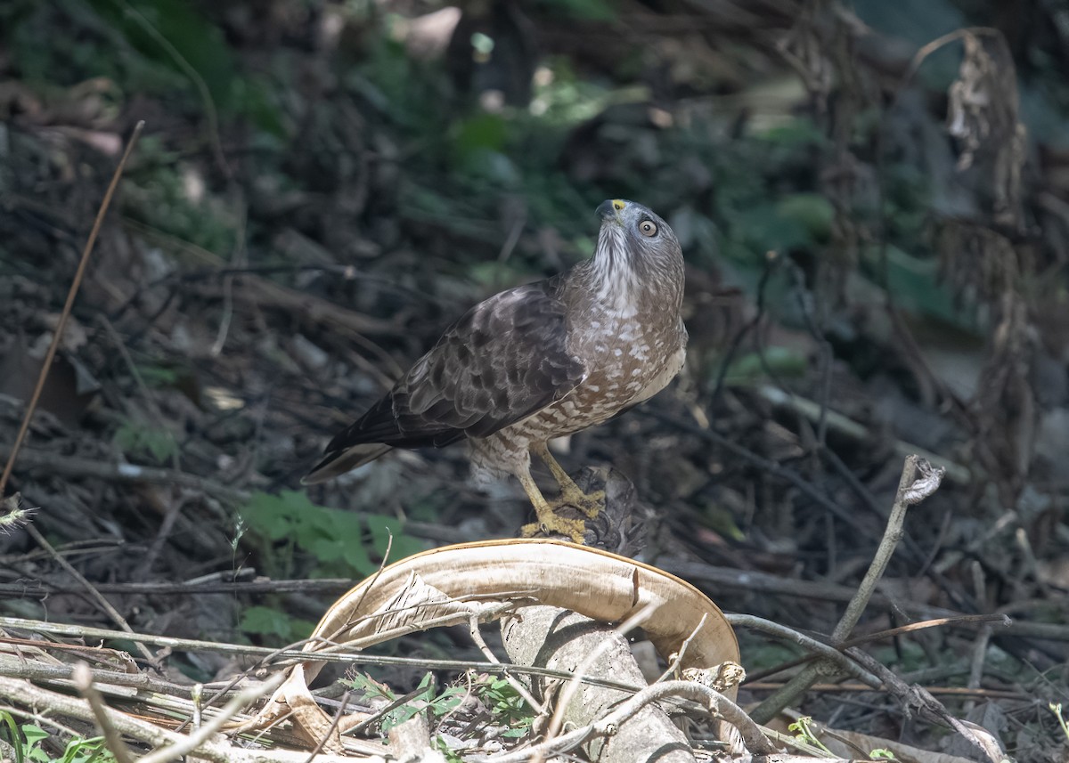 Broad-winged Hawk - ML652766845