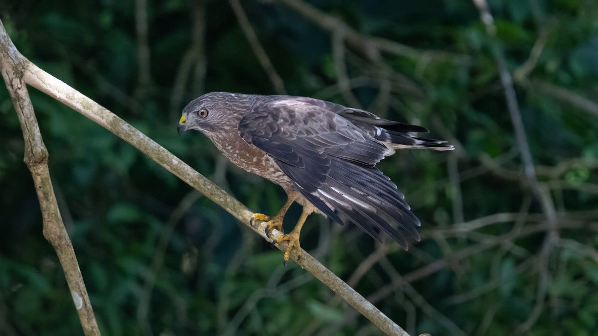 Broad-winged Hawk - ML652766846