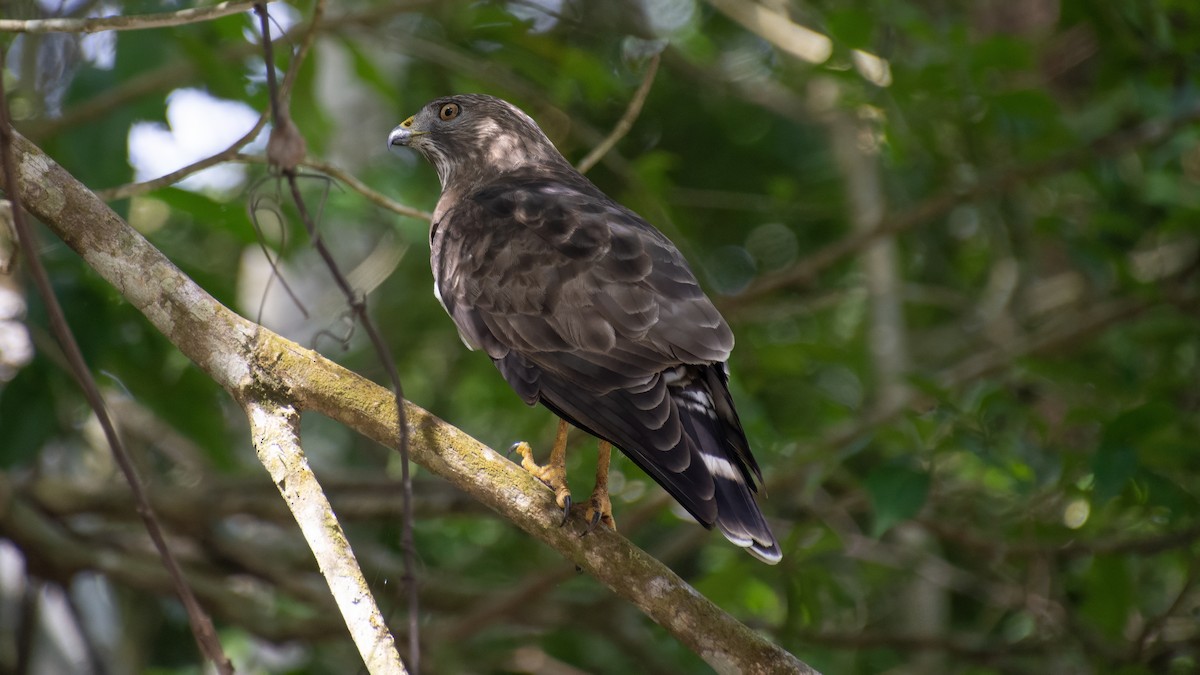 Broad-winged Hawk - ML652766847