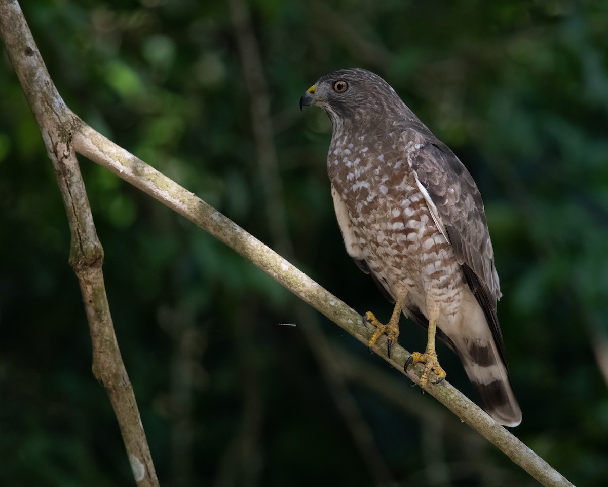 Broad-winged Hawk - ML652766849