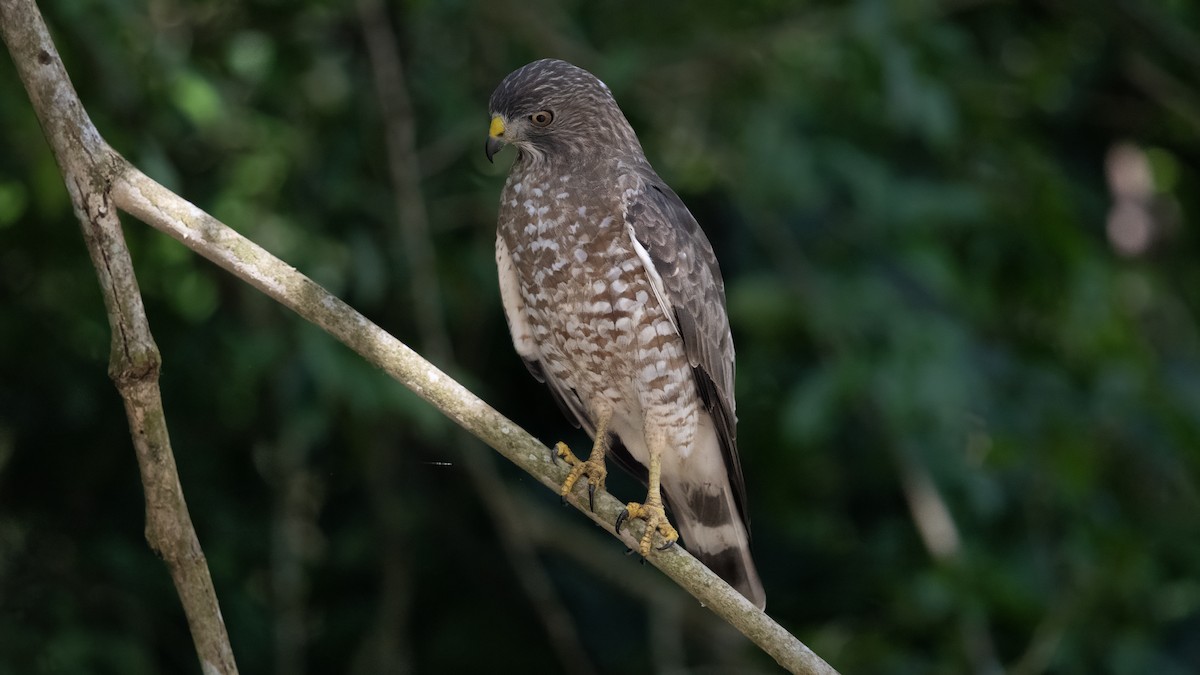 Broad-winged Hawk - ML652766850