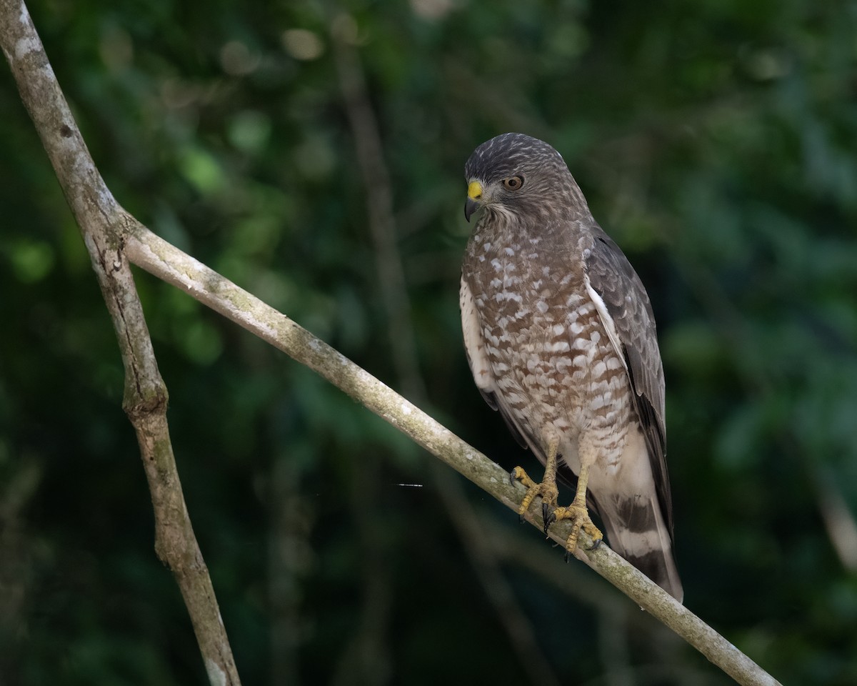 Broad-winged Hawk - ML652766851