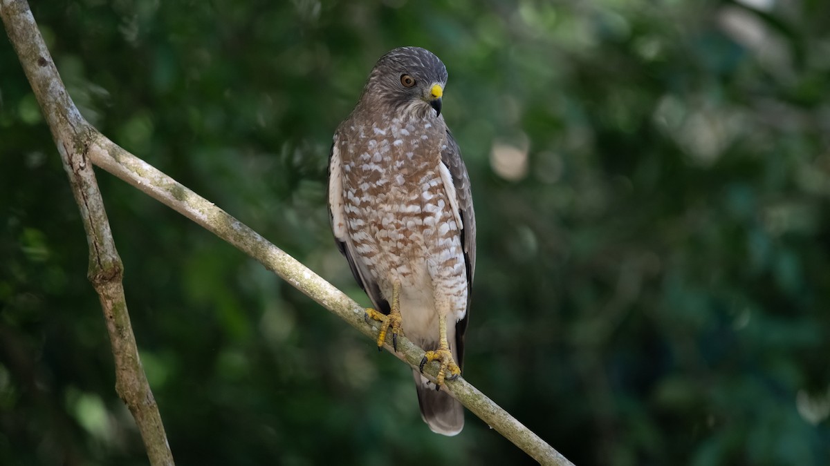 Broad-winged Hawk - ML652766852