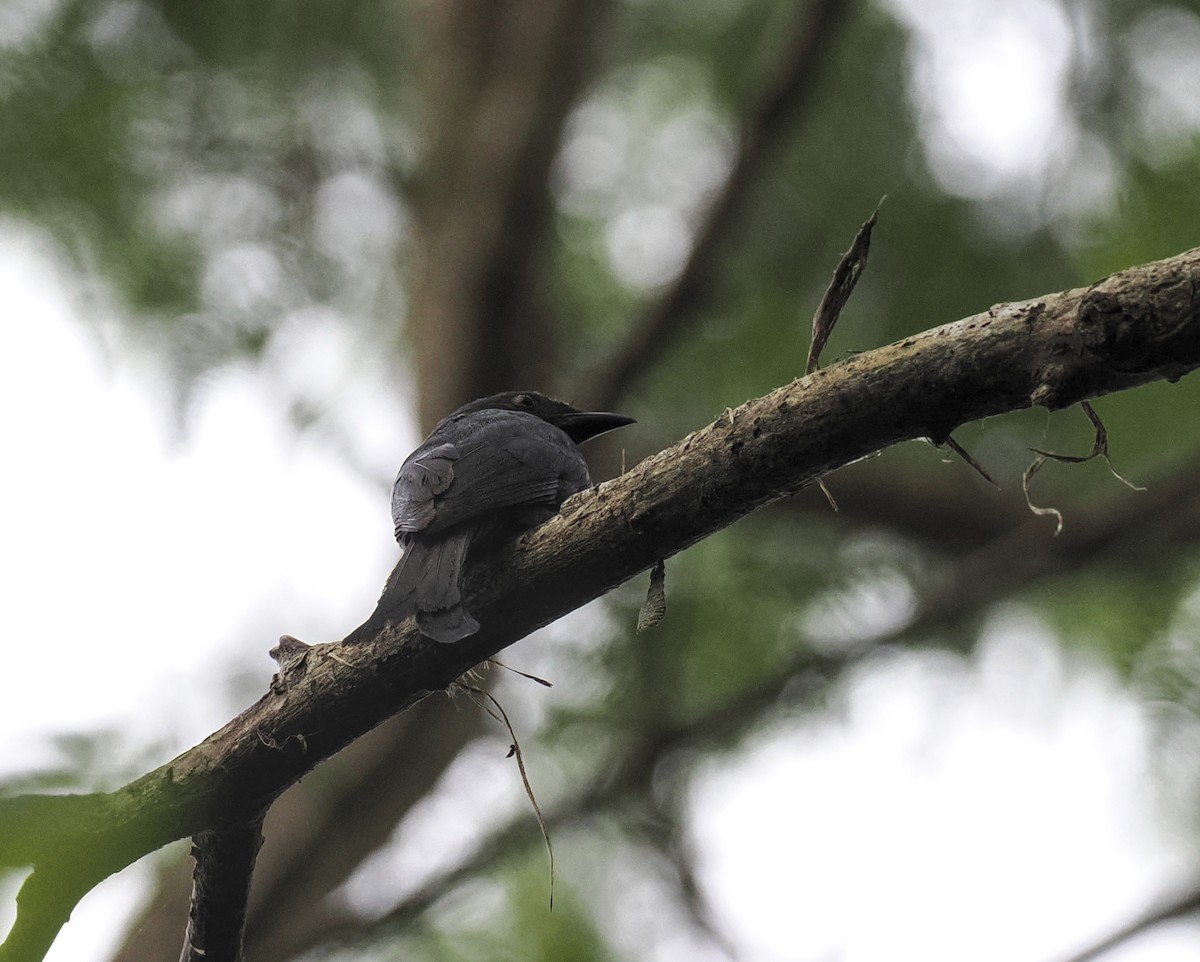Palawan Drongo - ML652767149