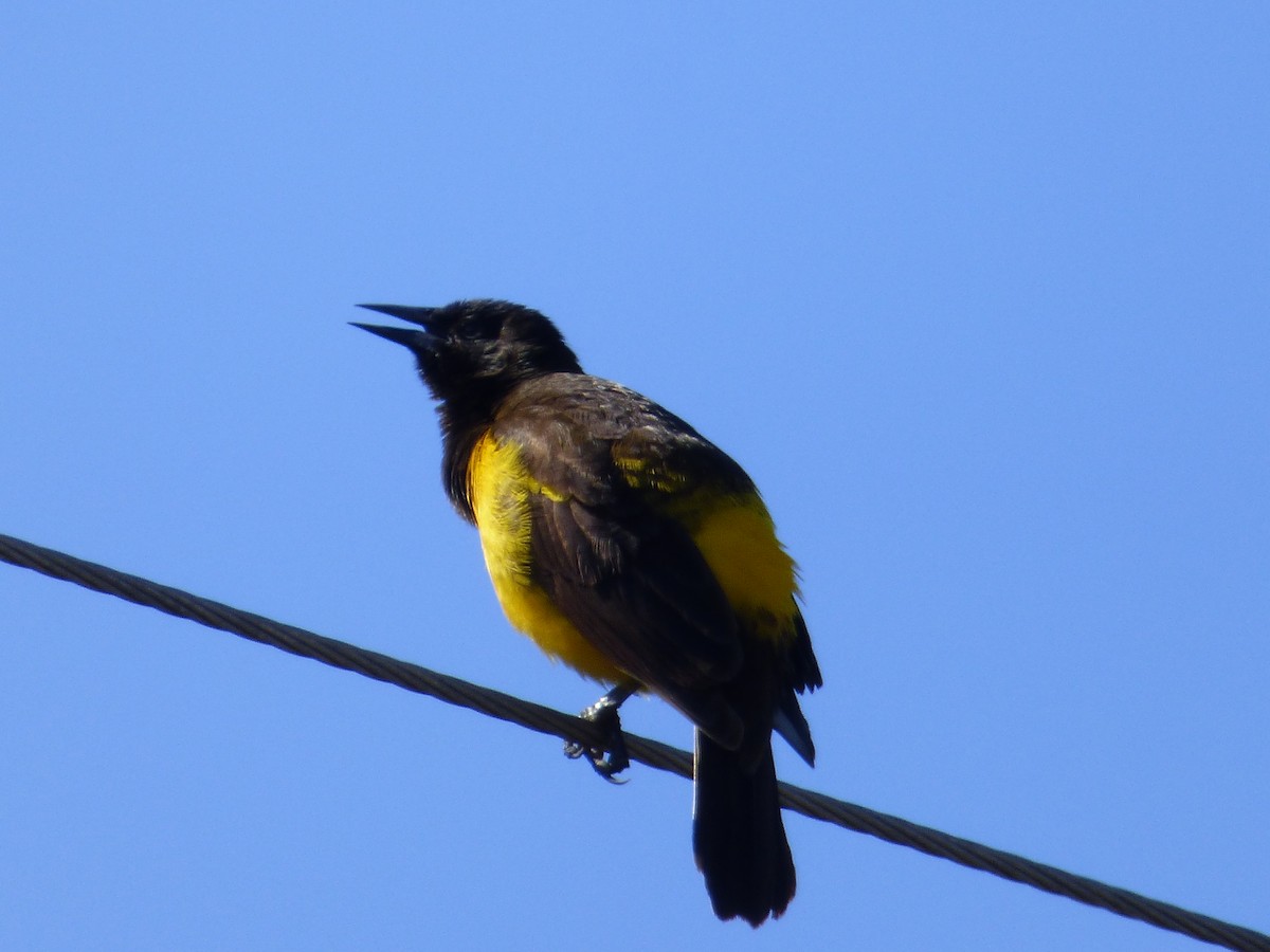 Yellow-rumped Marshbird - ML65276721