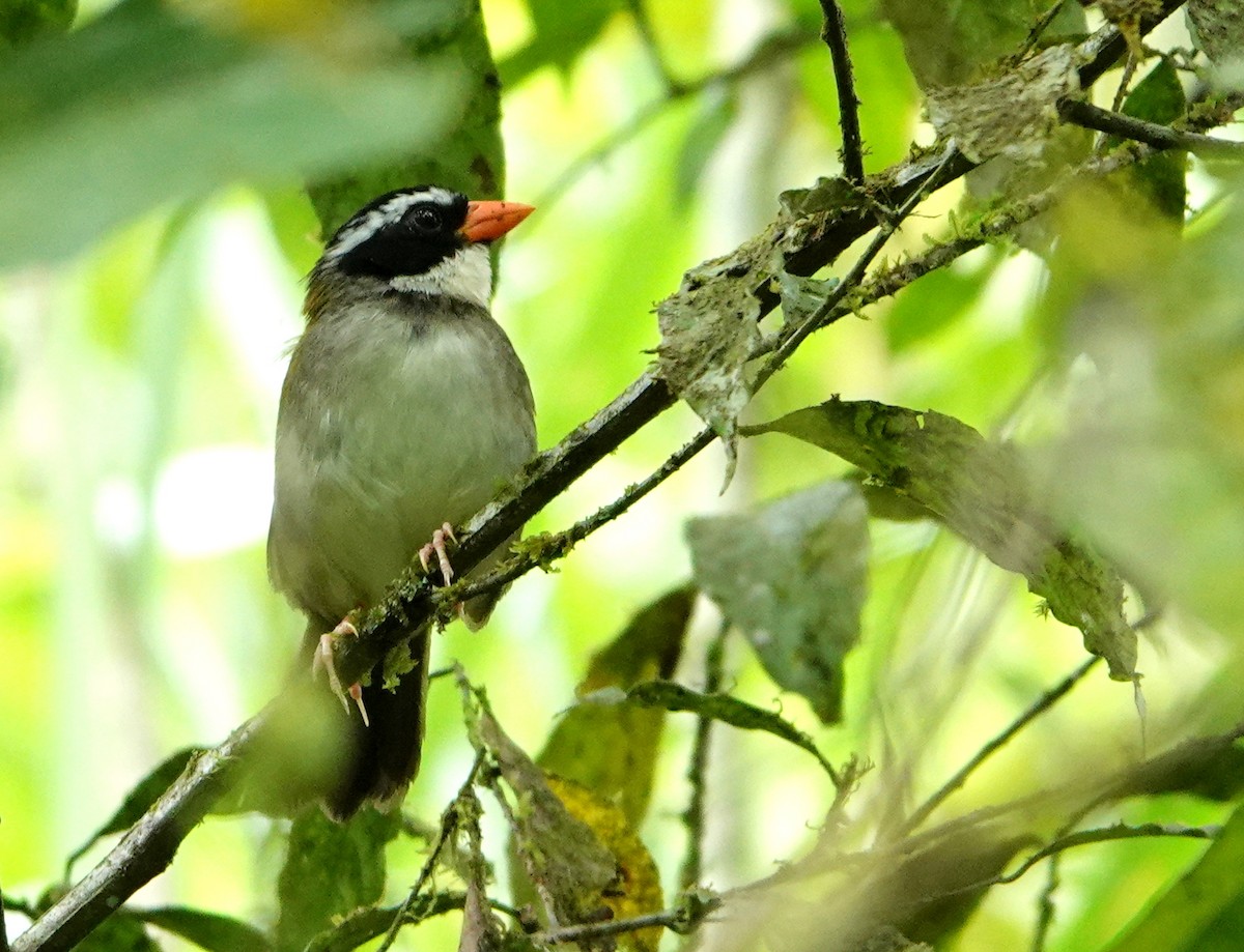 Tohi à bec orange - ML652767361