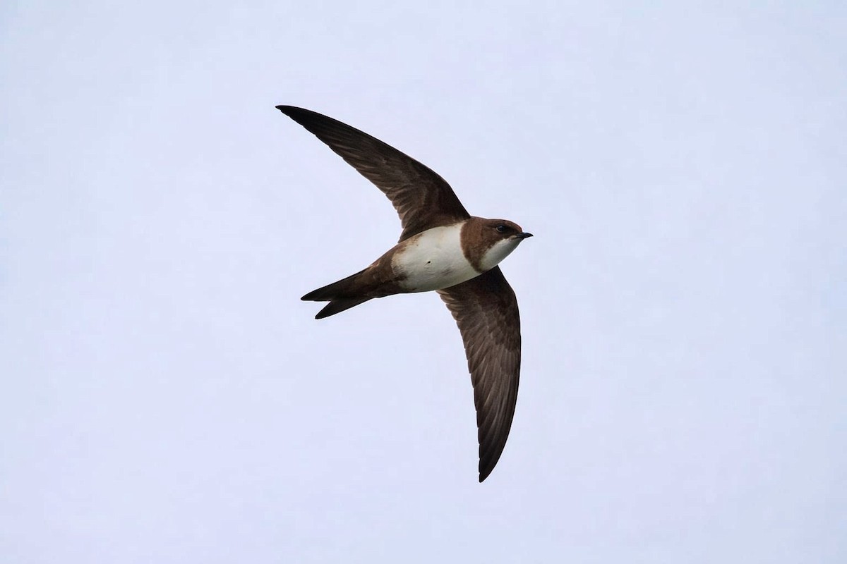Alpine Swift - ML652767395