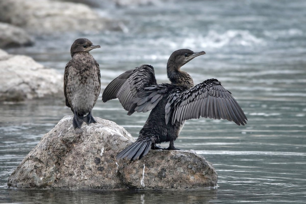 dvergskarv - ML652767421