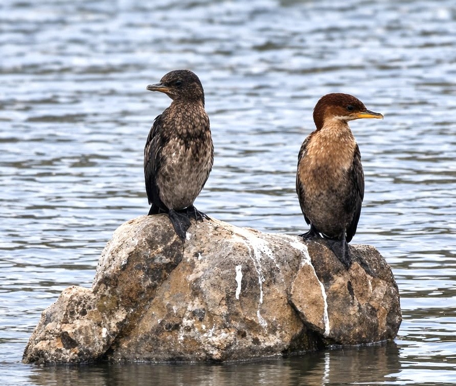 dvergskarv - ML652767488