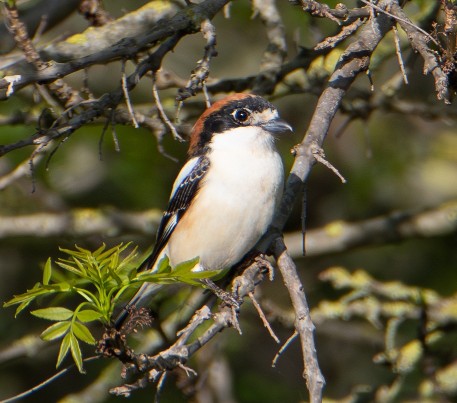 Pie-grièche à tête rousse - ML652767646