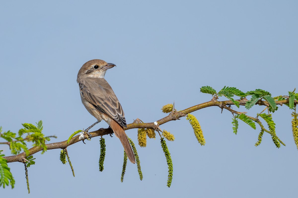 Red-tailed/Isabelline Shrike - ML652767698