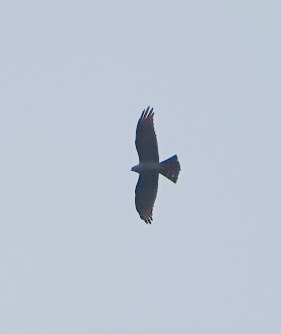 Milan bleuâtre - ML652767868