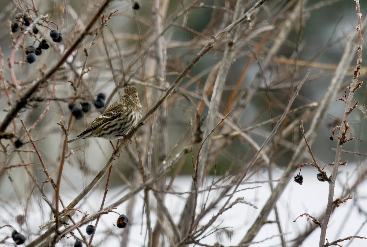 Pine Siskin - ML652768363