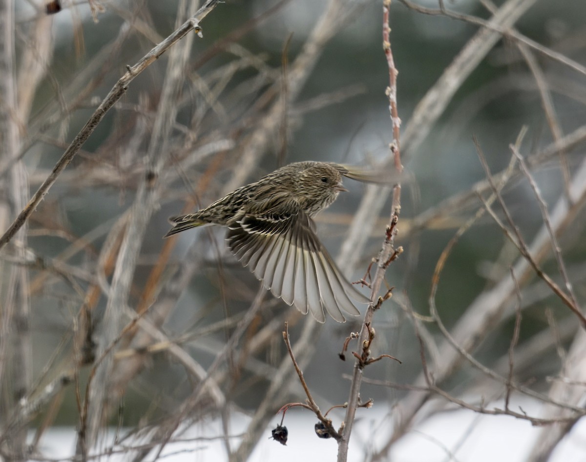 Pine Siskin - ML652768385