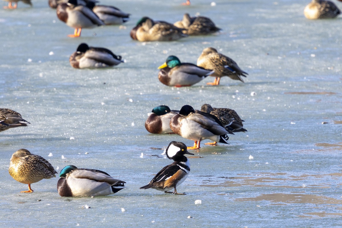 Hooded Merganser - ML652768894