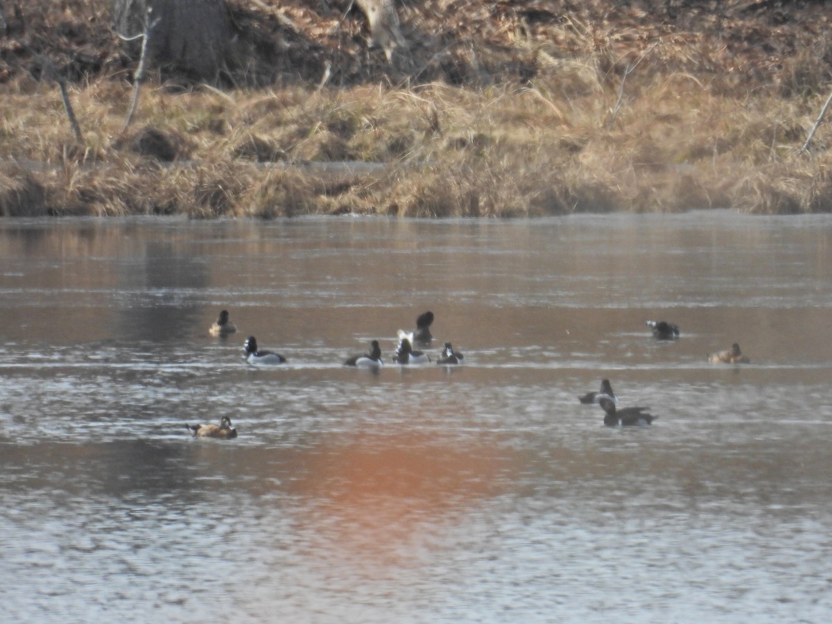 Murgilari lepokoduna - ML652768896