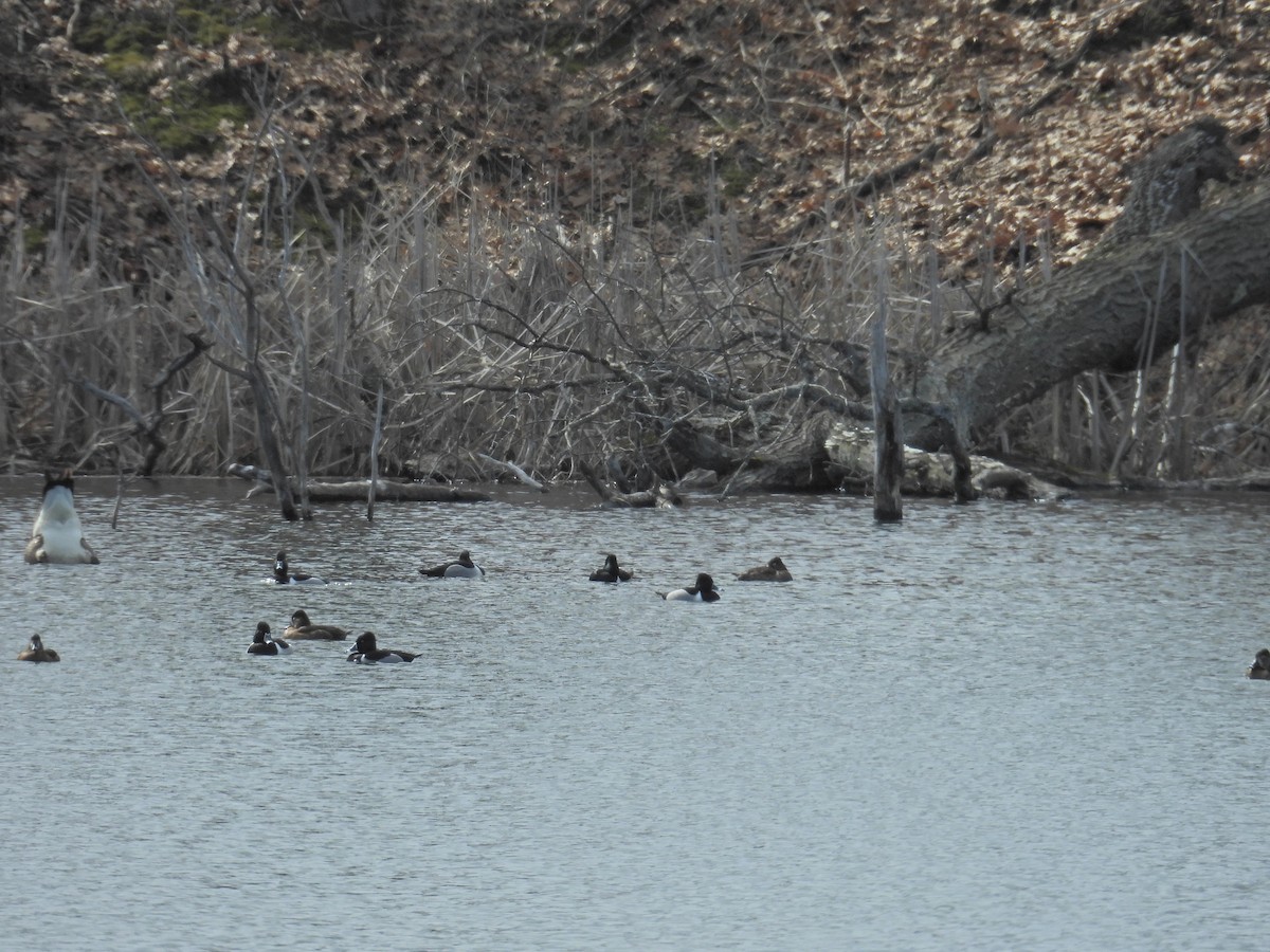 Murgilari lepokoduna - ML652768897