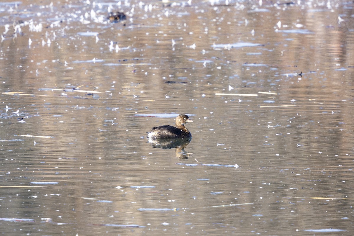Pied-billed Grebe - ML652768914
