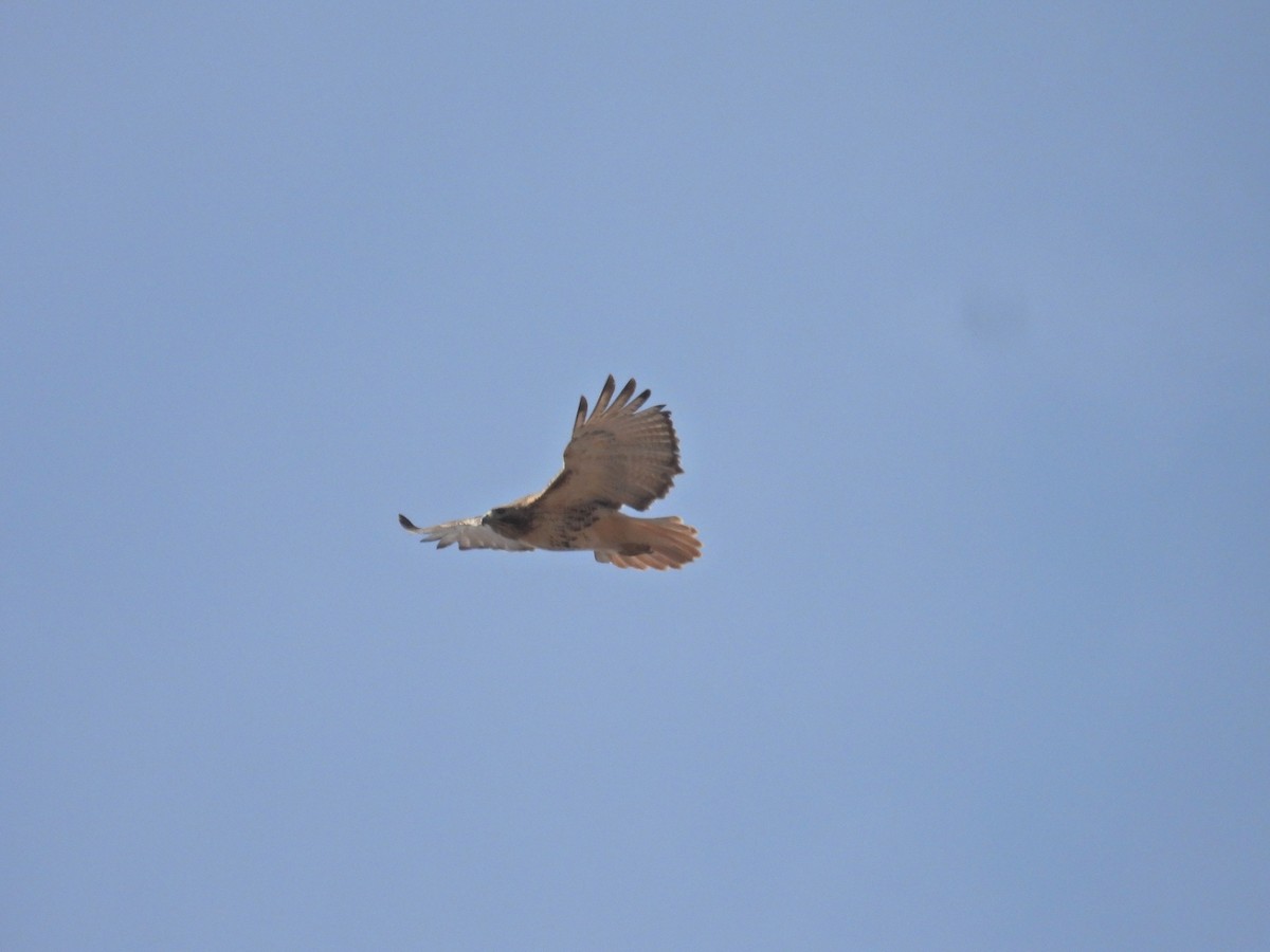 Red-tailed Hawk (borealis) - ML652768951