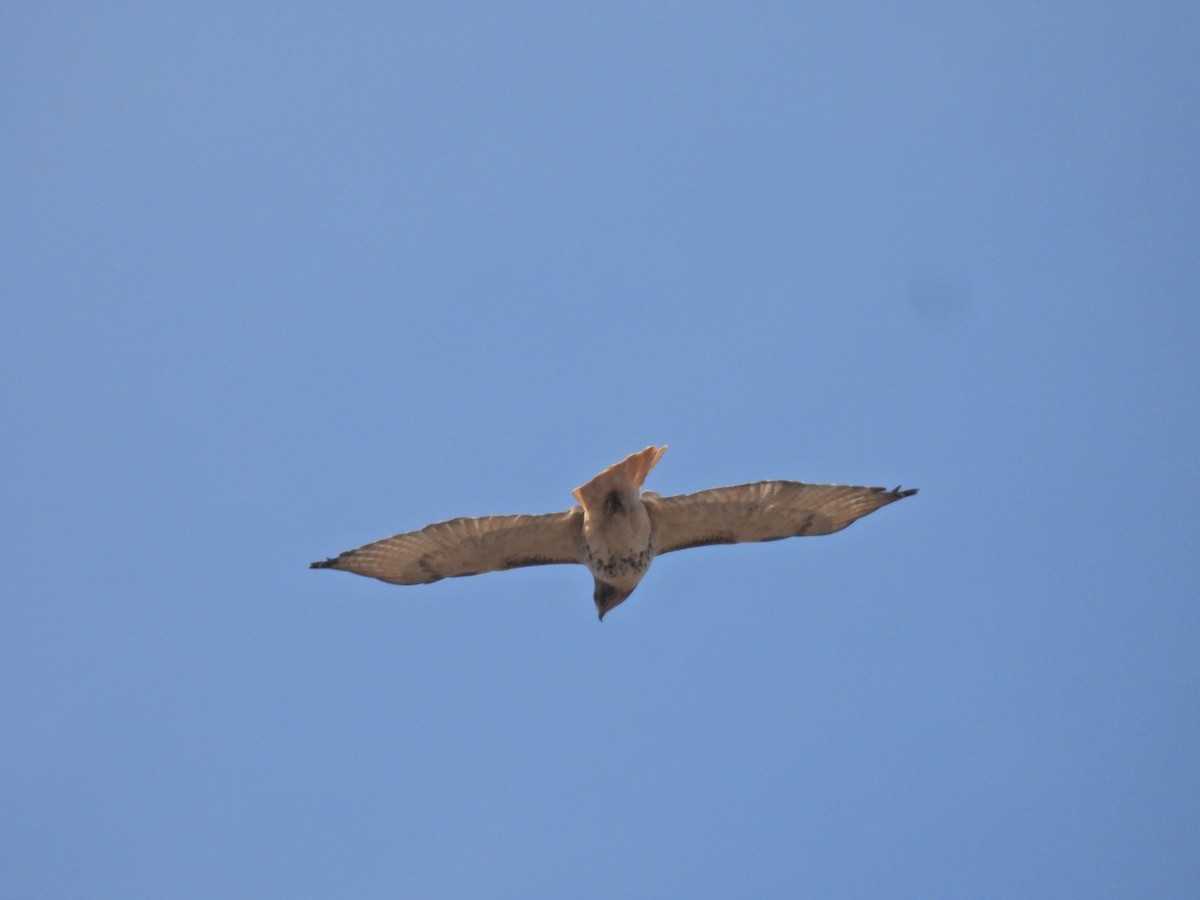 Red-tailed Hawk (borealis) - ML652768952