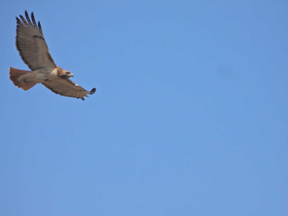 Red-tailed Hawk (borealis) - ML652768953
