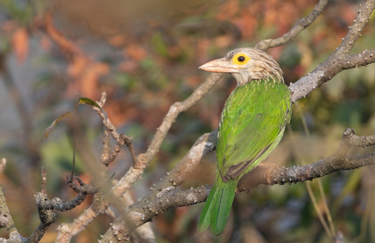 Barbudo Listado - ML652769018