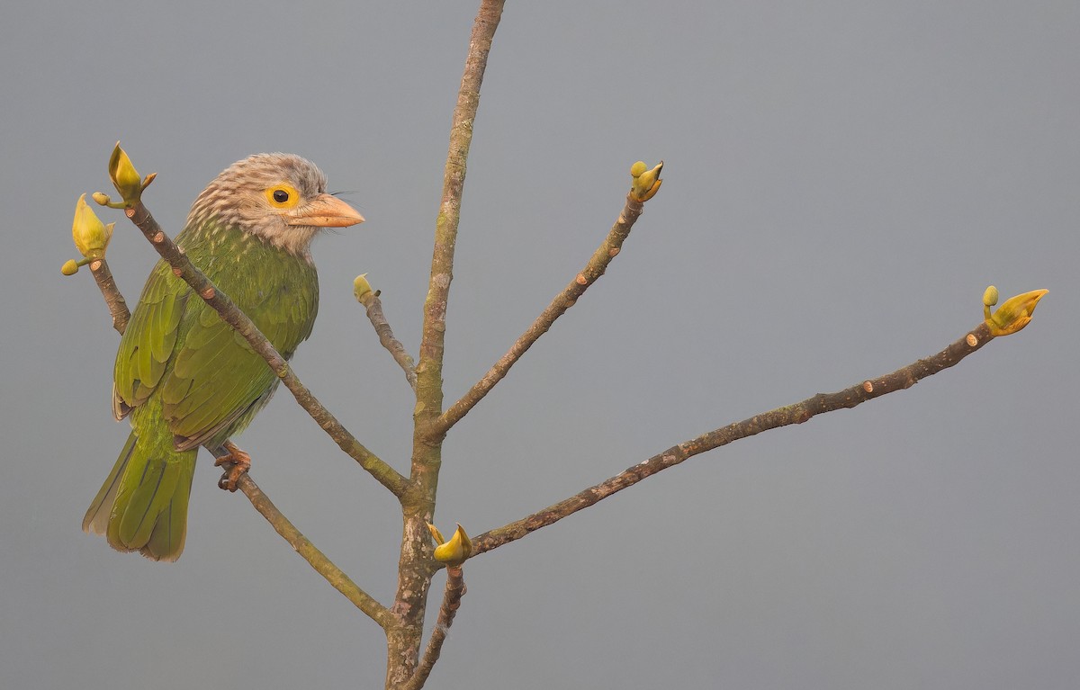 Barbudo Listado - ML652769023