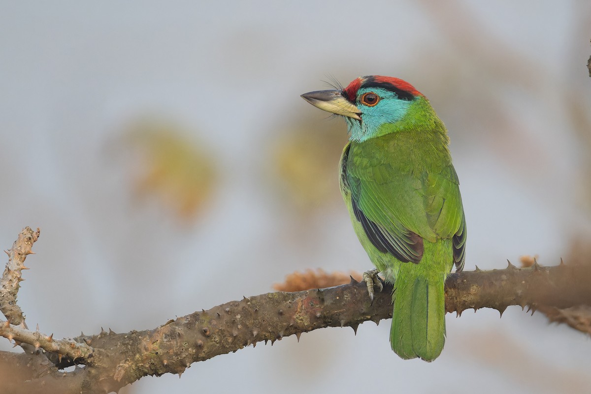 Barbudo Gorjiazul Común - ML652769150