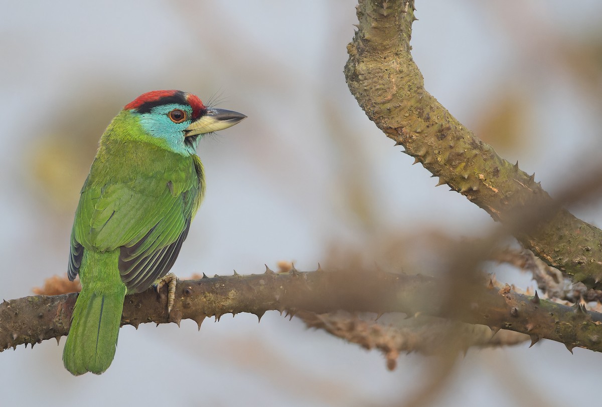 Barbudo Gorjiazul Común - ML652769170