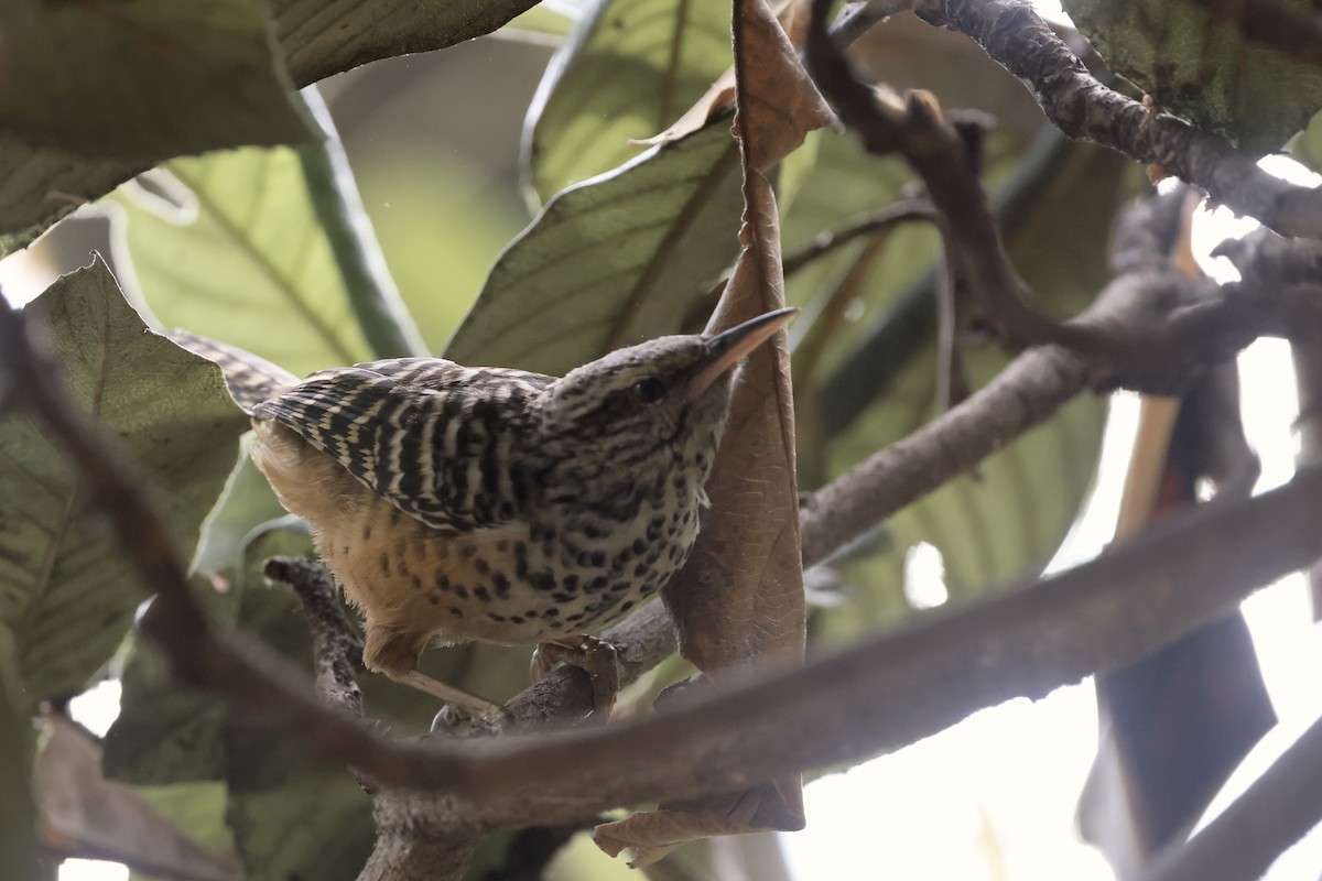 Band-backed Wren - ML652769189