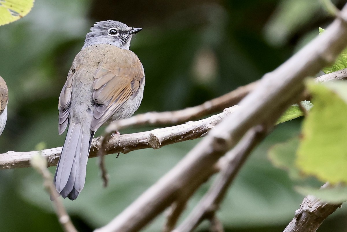 Brown-backed Solitaire - ML652769217