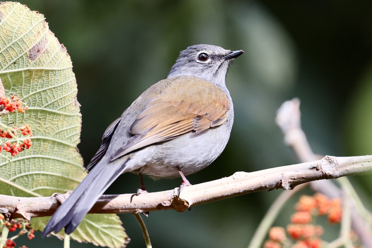 Brown-backed Solitaire - ML652769218