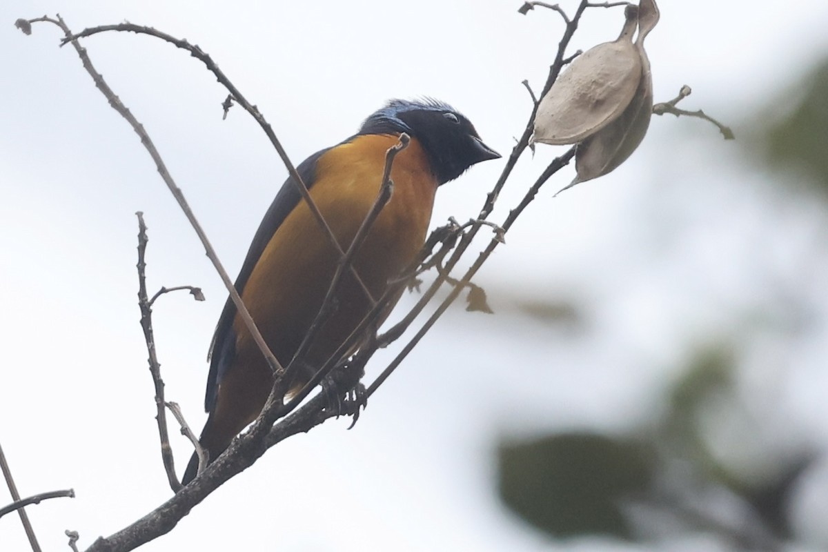 Elegant Euphonia - ML652769234