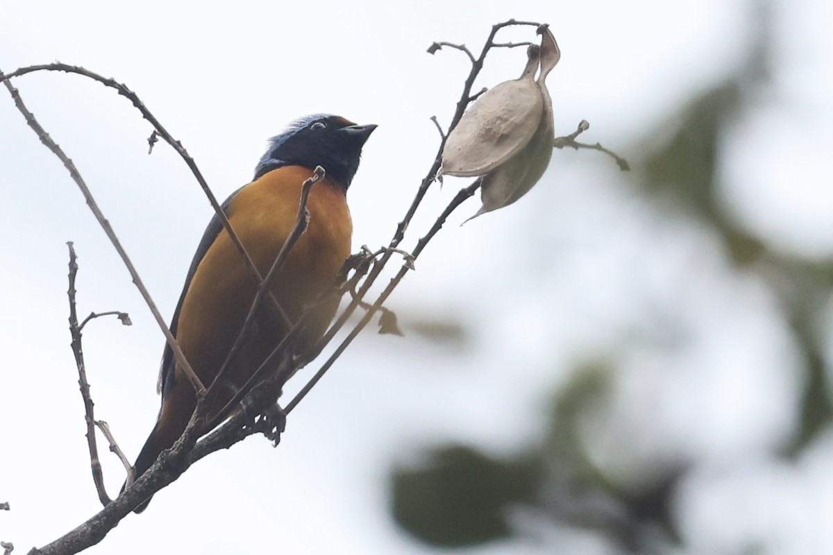 Elegant Euphonia - ML652769235