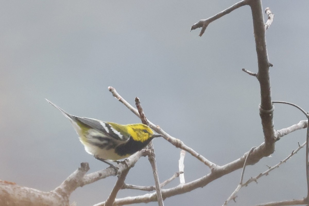 Black-throated Green Warbler - ML652769258