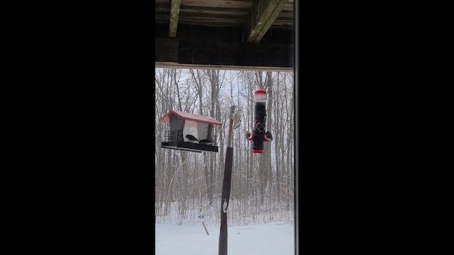 čížek žlutý - ML652769830