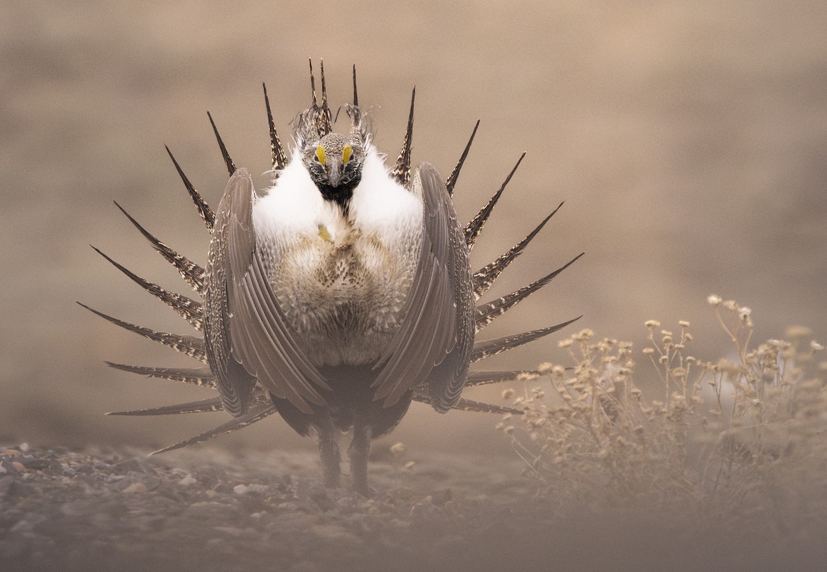 Greater Sage-Grouse - ML652770163