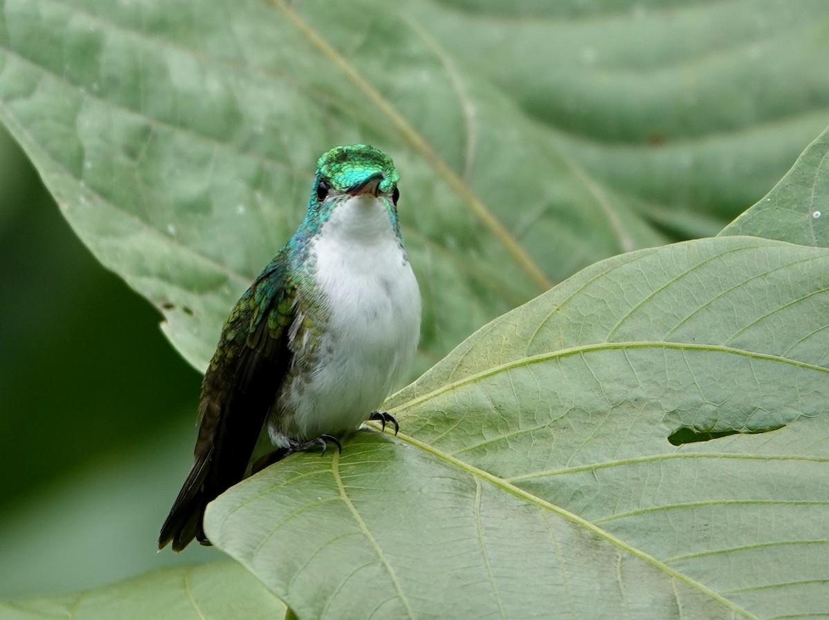 Ariane de Francia - ML652770246