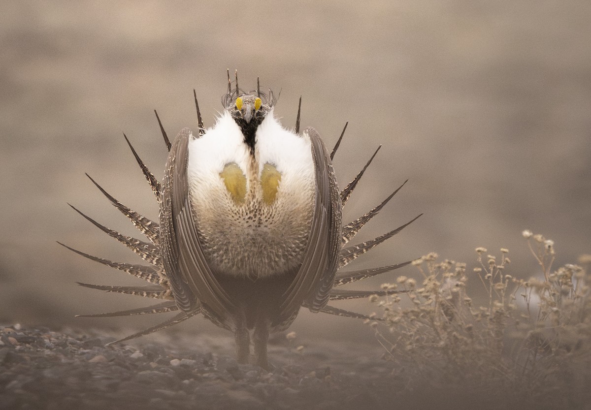 Greater Sage-Grouse - ML652770270