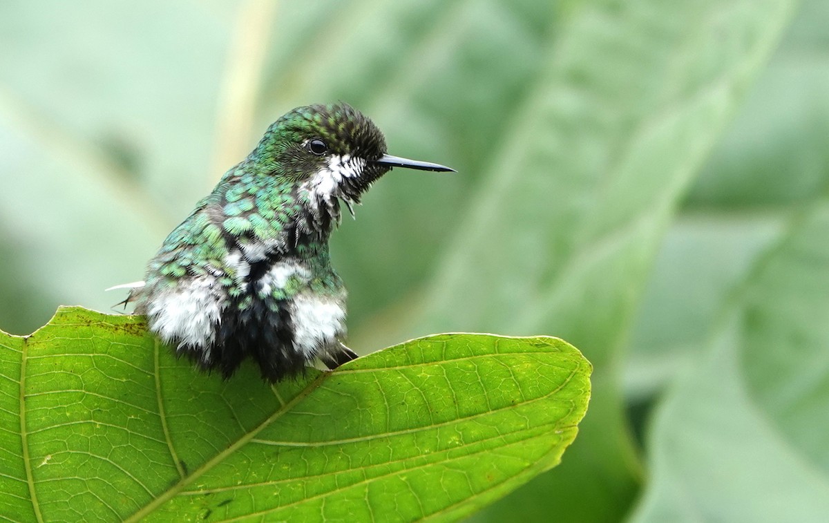 Coquette à queue fine - ML652770347