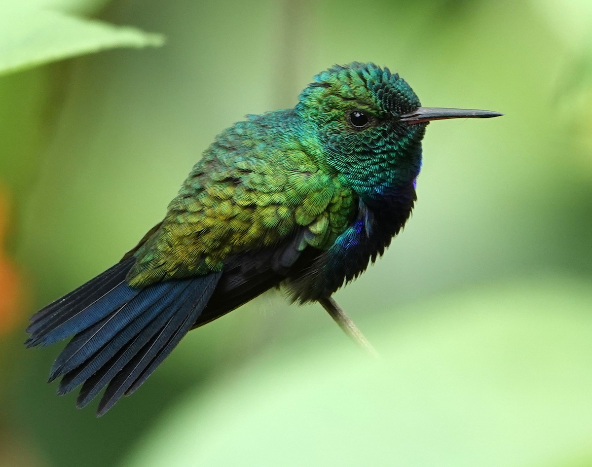 Colibri de Julie - ML652770358