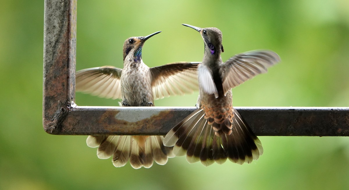 Colibri de Delphine - ML652770394