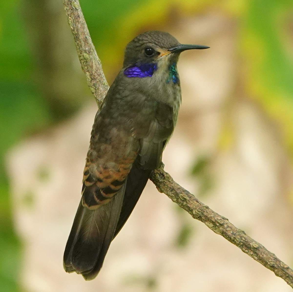 Colibri de Delphine - ML652770419