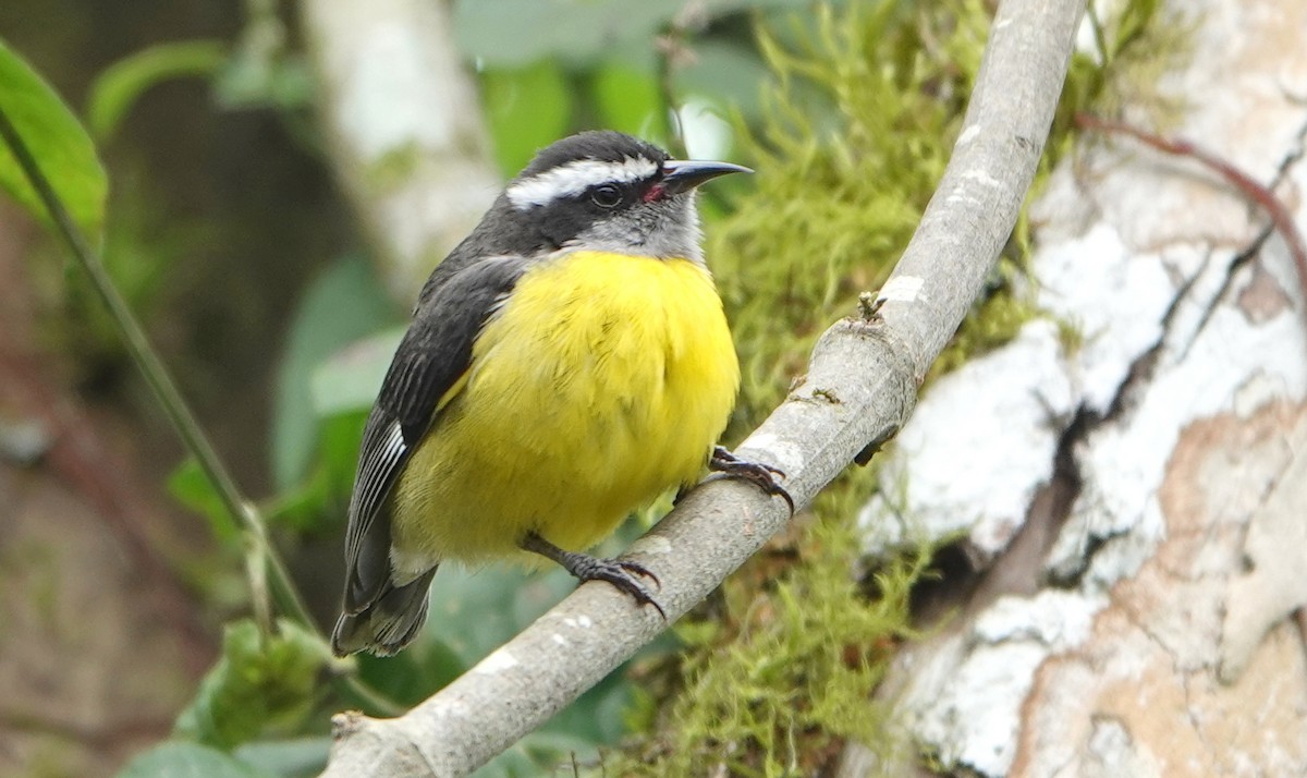 Sucrier à ventre jaune - ML652770449