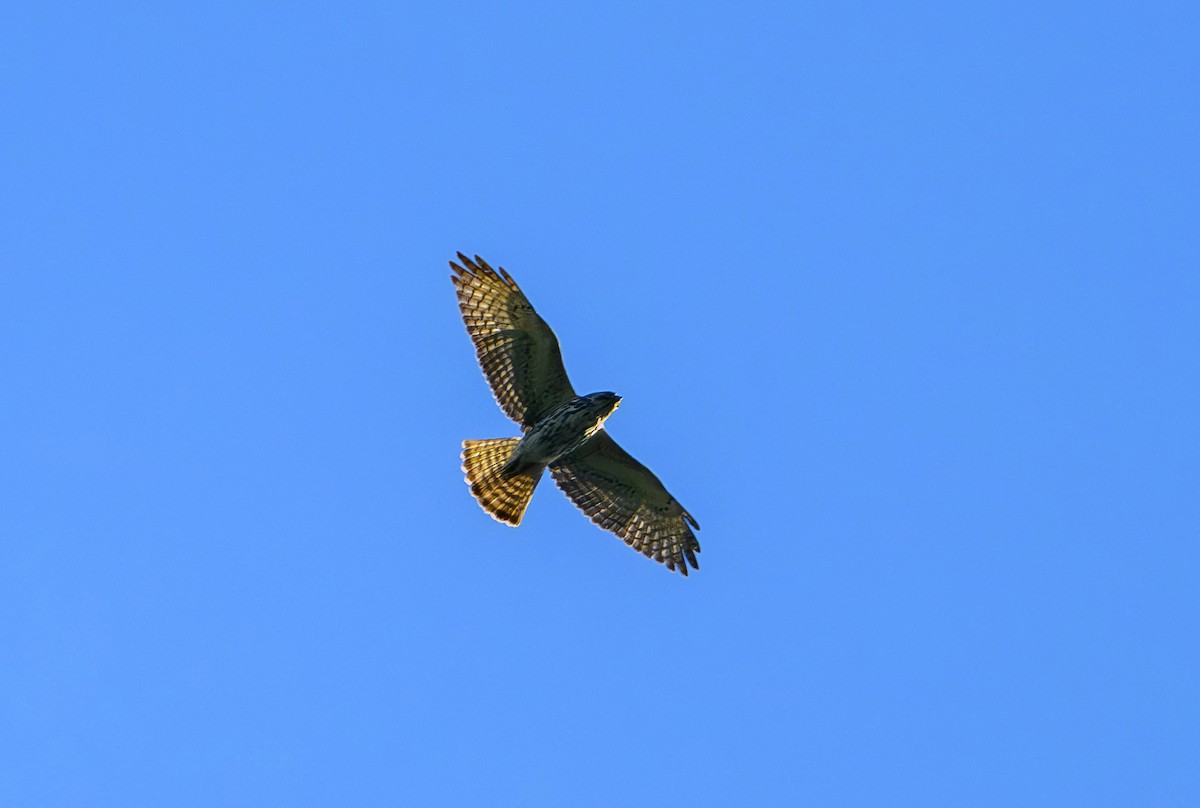 Broad-winged Hawk - ML652770460