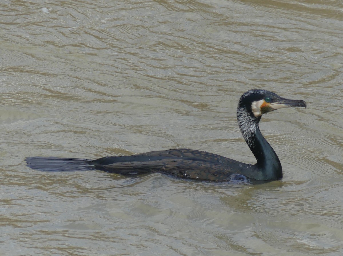 kormorán velký - ML652770512