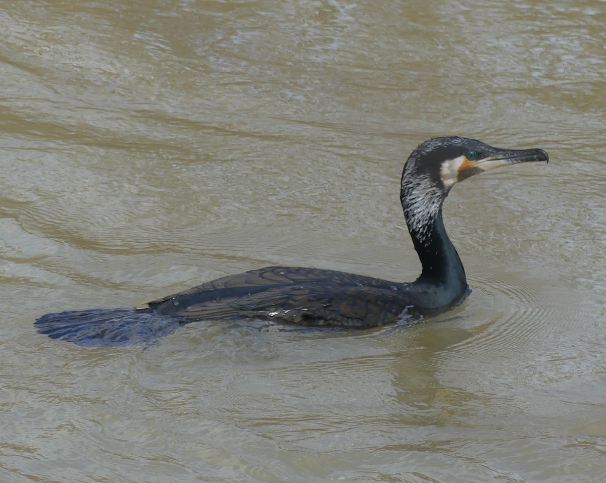 kormorán velký - ML652770514