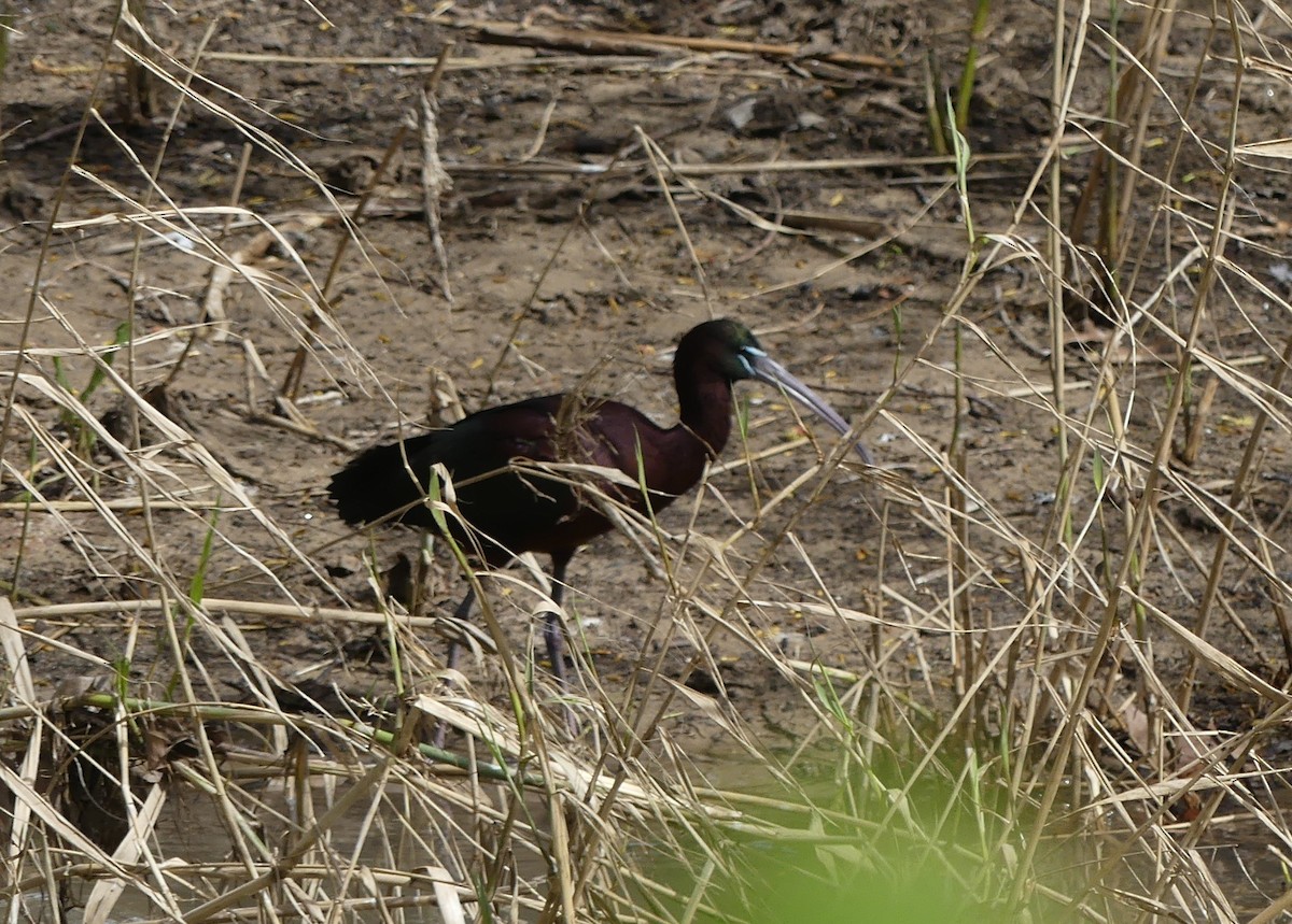 ibis hnědý - ML652770534